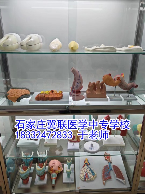 石家莊冀聯(lián)醫(yī)學(xué)中等專業(yè)學(xué)校2024年報名人數(shù)